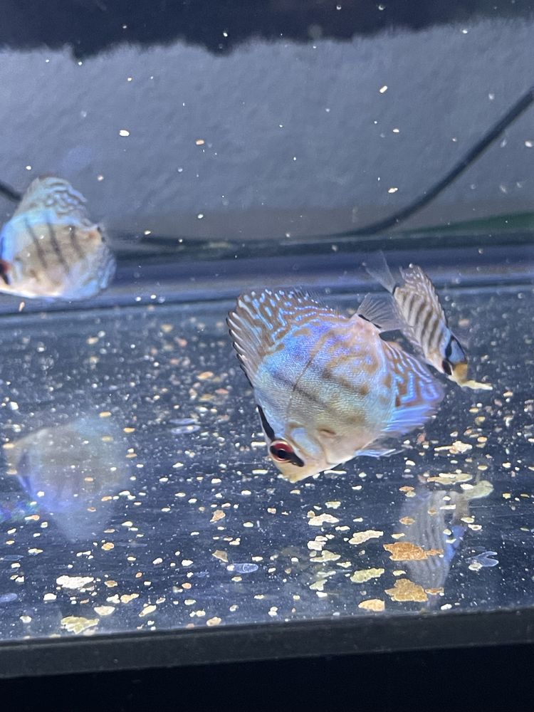 Discus azul cobalt ~4cm
