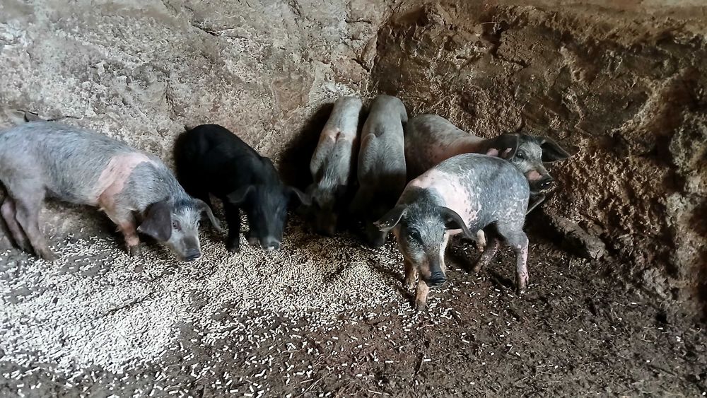 Porcos Bizarro cruzado Duroc e Porcos anões