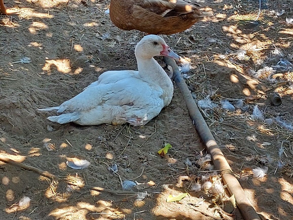 Casal de patos mudos caseiros