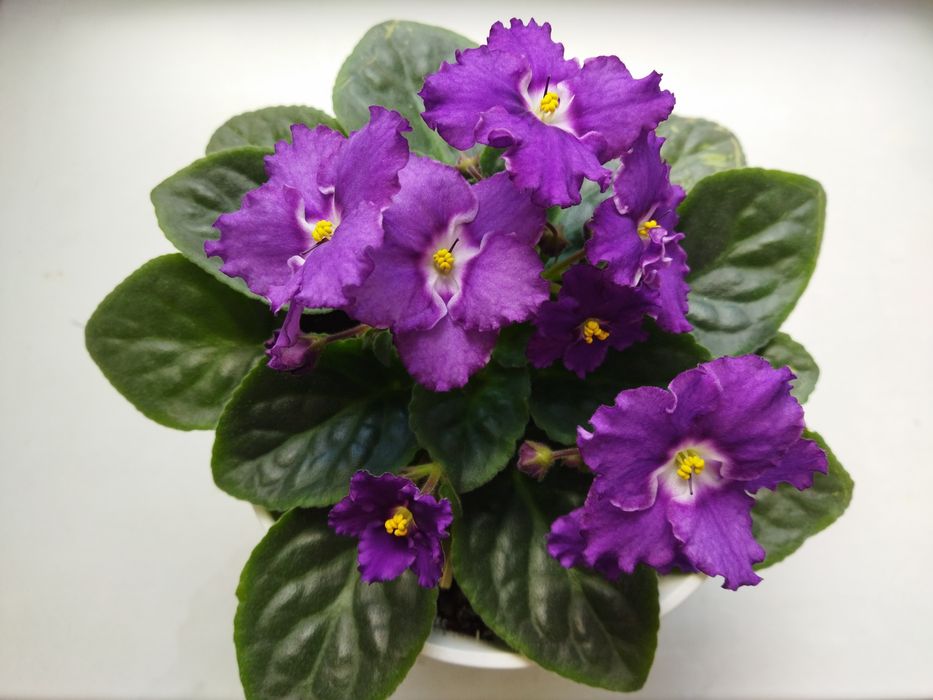 Сортові кімнатні фіалки (Сенполії)