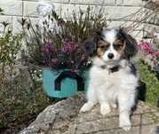 spaniel kontynentalny miniaturowy, phalene (nie papillon), suczka ZKwP