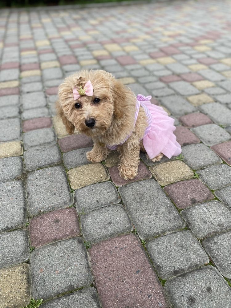 Цуценя мальтипу чіп