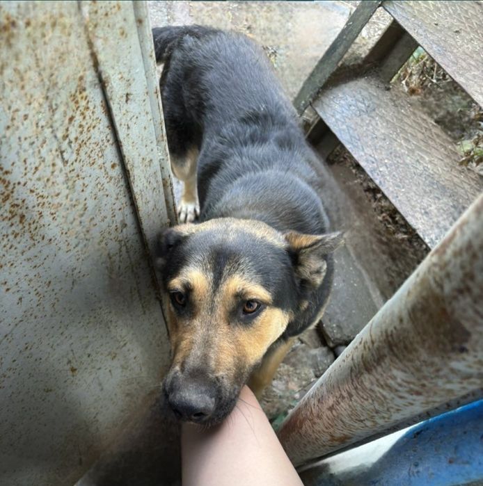 Отдам даром в добрве руки собаку метис овчарки и алабая
