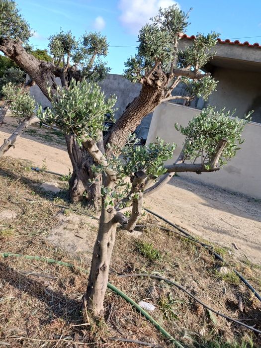 Oliveiras( ESCOLHA A SUA)