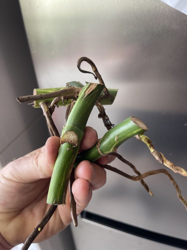 Monstera variagata