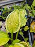 Hosta funkia kolorowe liście byliny nadwyżka ogrodowa prywatna różne