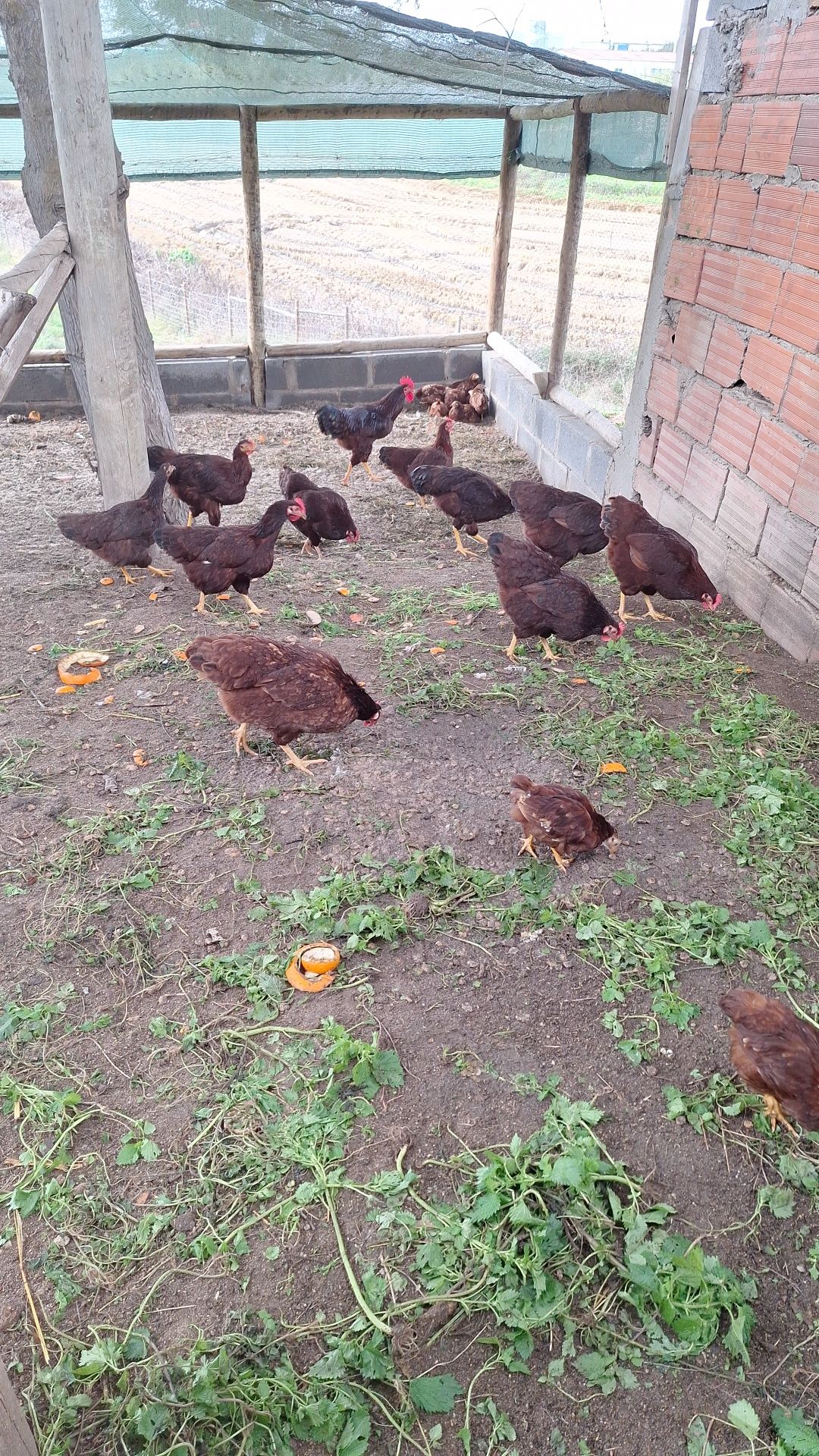 Ovos galados (férteis) Rhode Island Red, o preço é de cada ovo