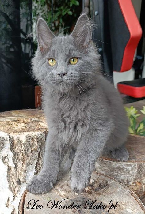 Niebieski Maine Coon - hodowlany - FPL