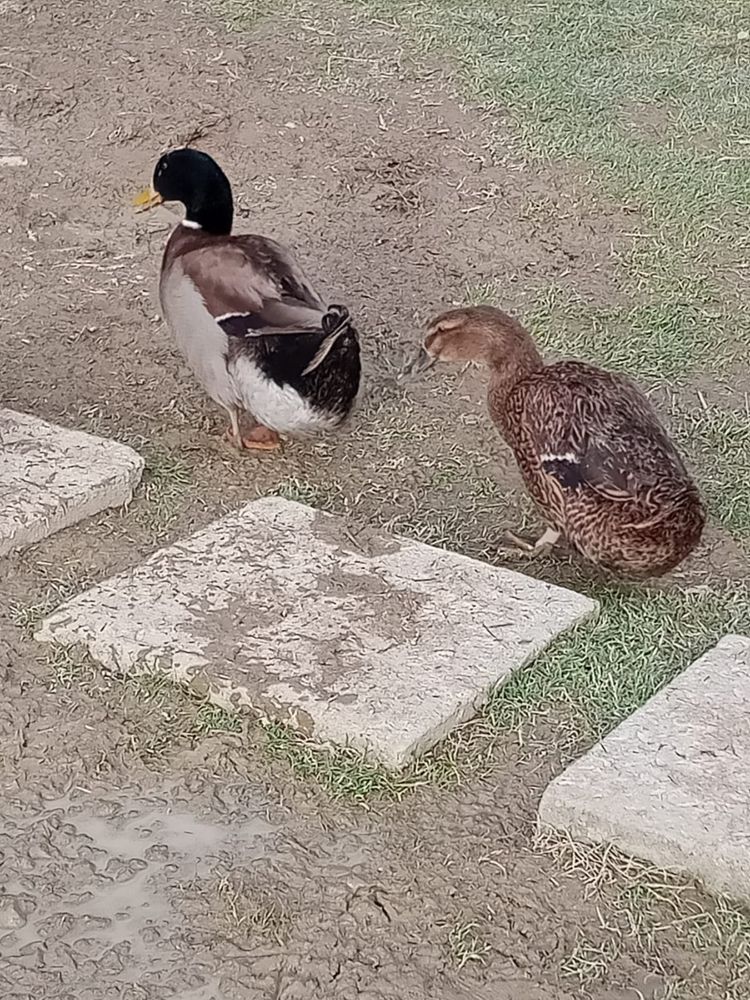 Kaczki ruańskie sprzedam