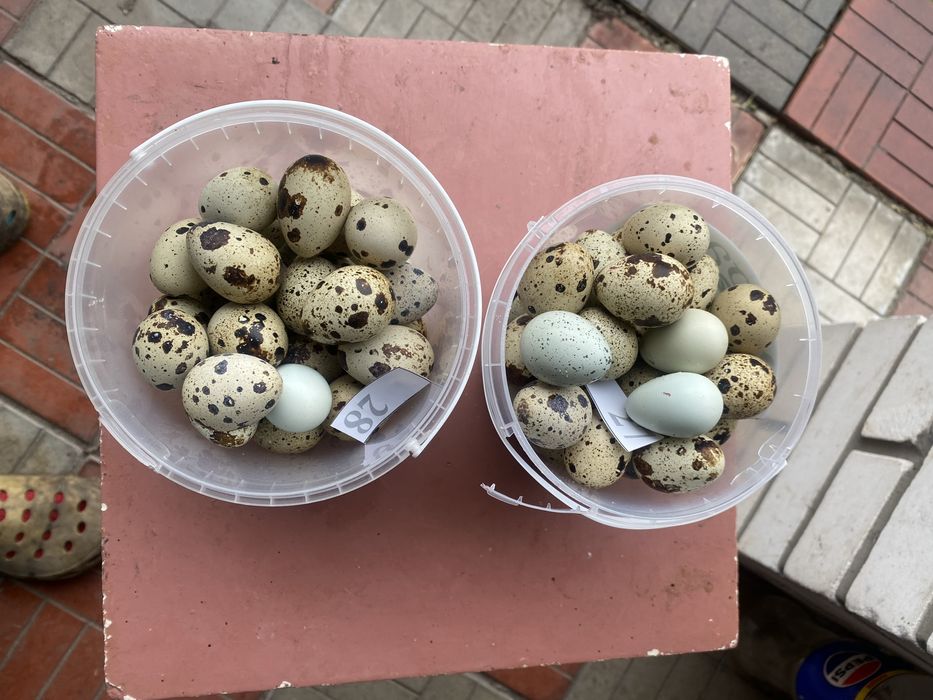 Продам домашні перепелині яйця