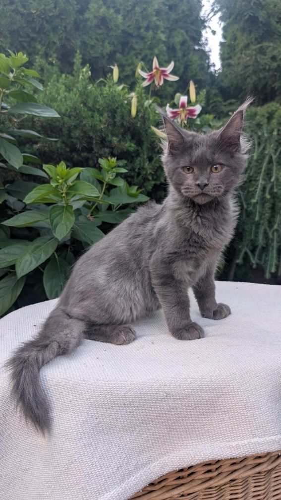Simpson kocurek niebieski solid Maine Coon. Zapraszamy