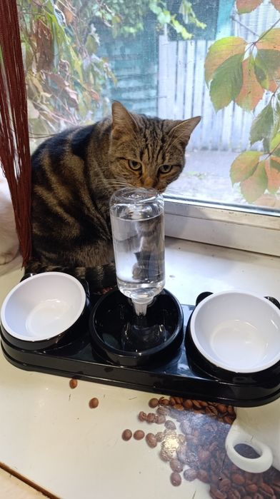 Миска + автоматическая поилка для котов