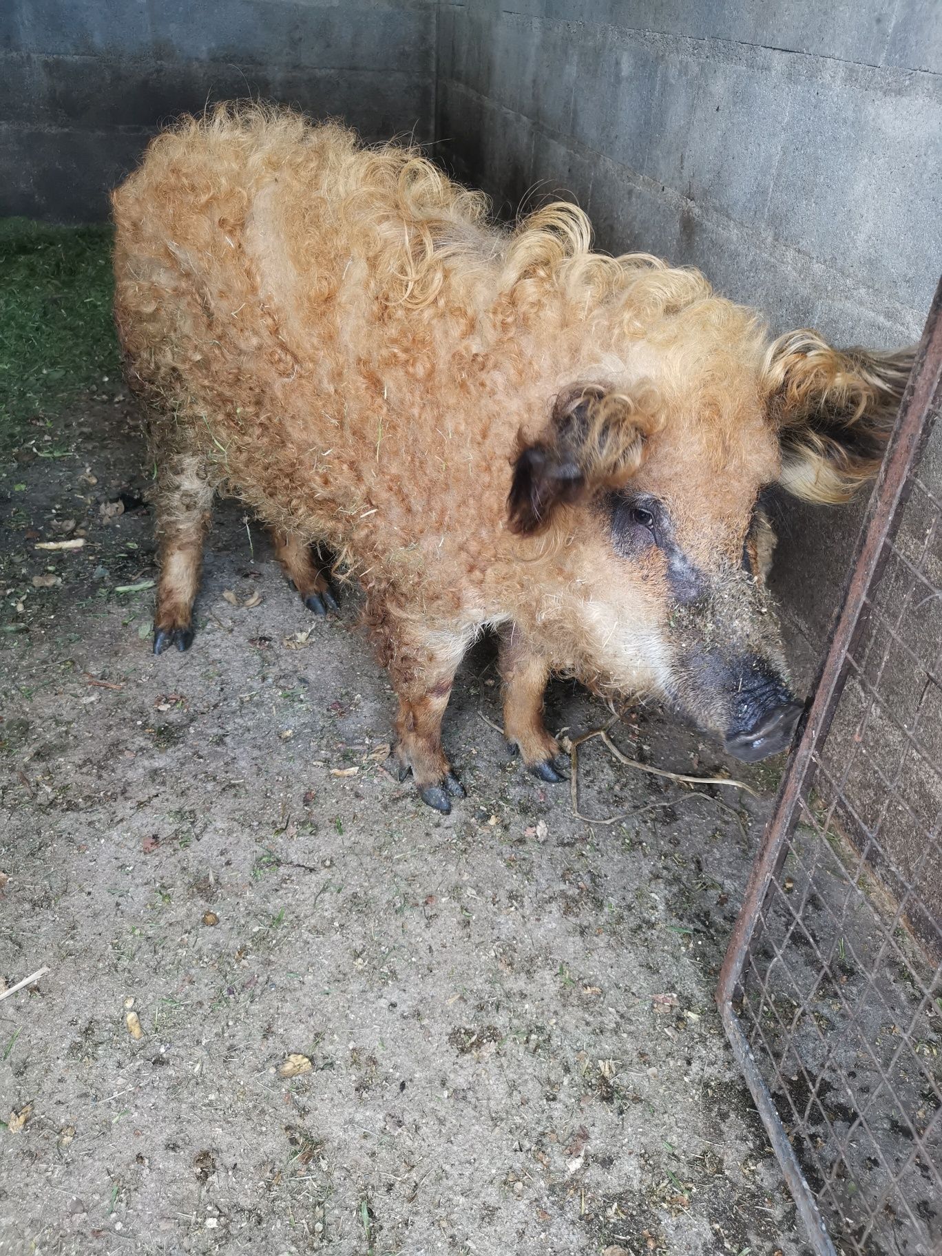 Macho inteiro mangalitsa (porco ovelha)