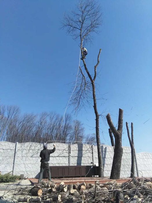 Зрізання дерев.валка спил  розчистка участка срезка зрізка обрізка