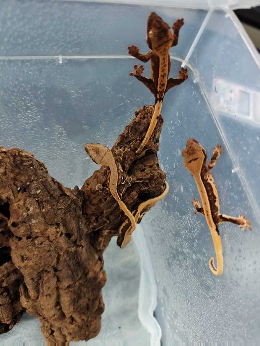 Gekon orzęsiony Correlophus ciliatus młode