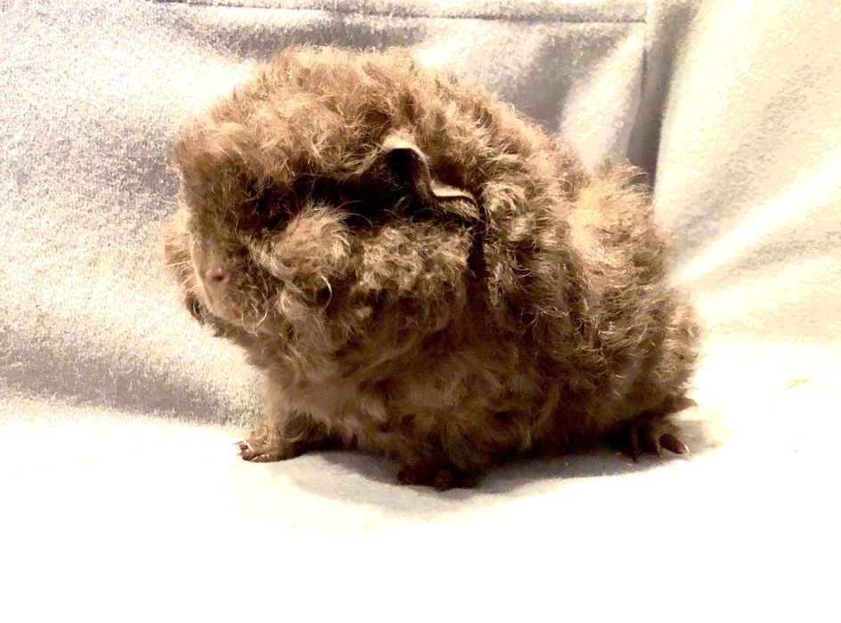 piekna świnka morska merino samiec czekoladowy