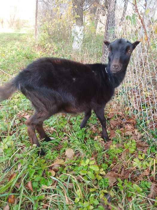 Доросла коза і кізонька