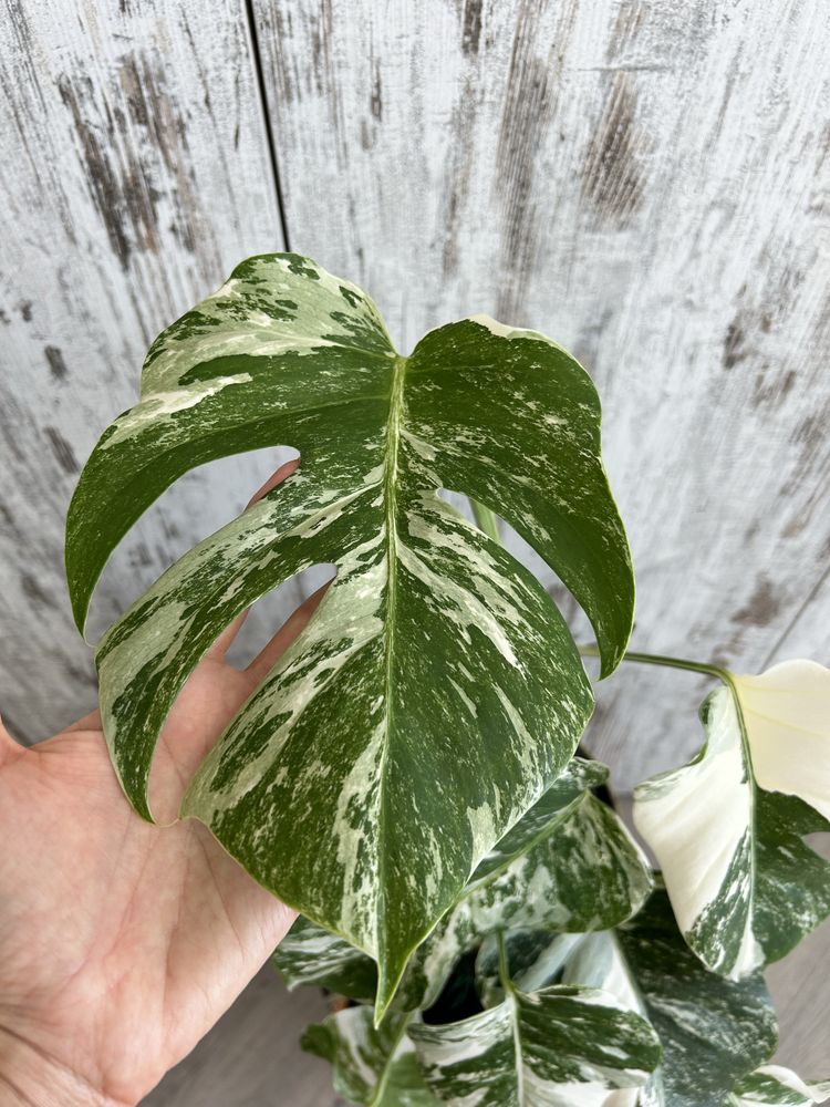 Vendo Monstera Albo Variegata