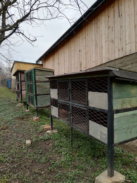 Klatki dla królików