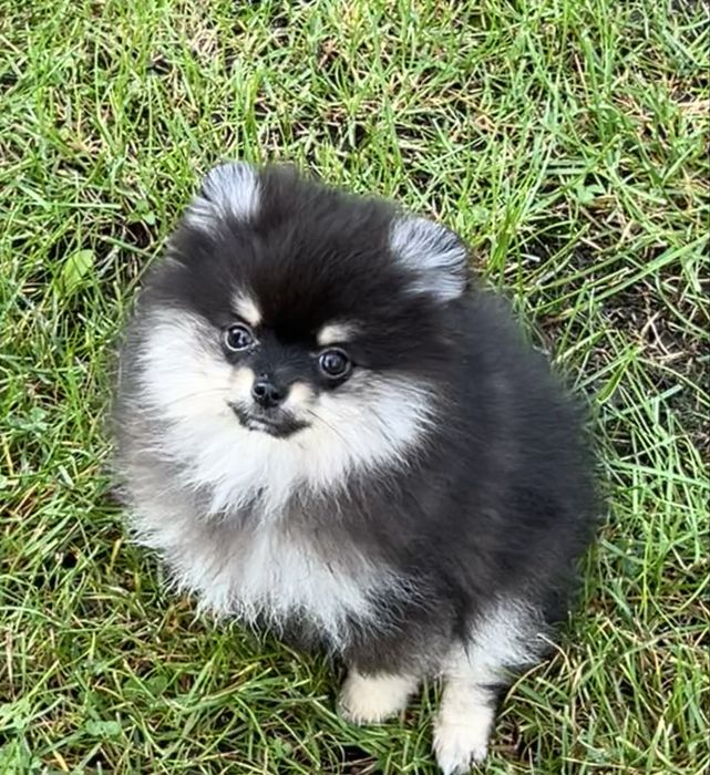 Gotowa do odbioru-Szpic miniaturowy,pomeranian,Cudowna laleczka