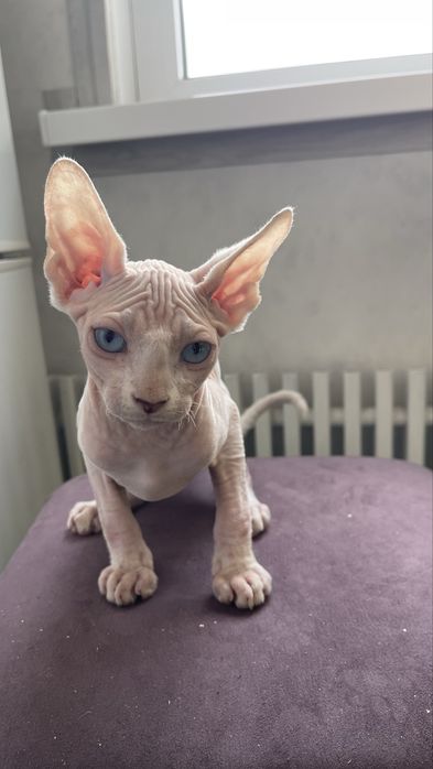 Сфінкс, 3 міс., хлопчик.