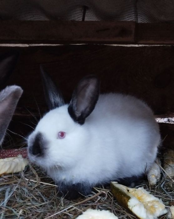 Кролі Каліфорнія