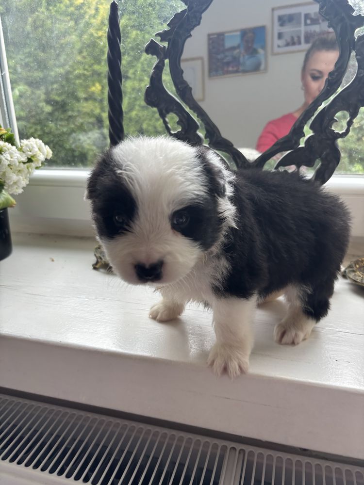 Border collie suczka z rodowodem