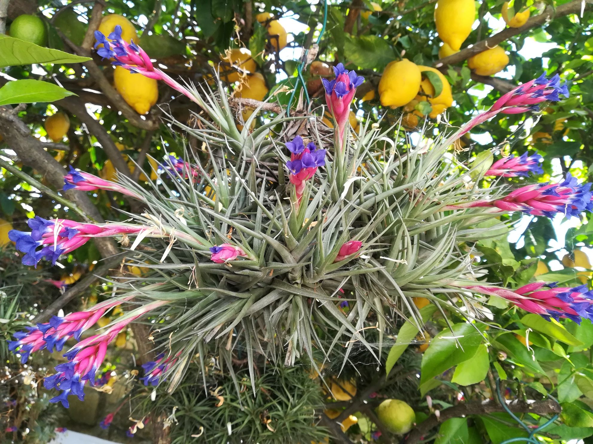 Plantas Aéreas da Madeira com flor.