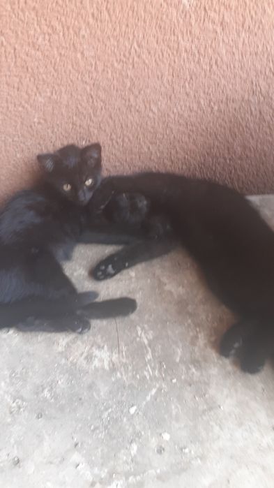 Oddam darmo dwa kotki