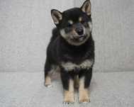 shiba inu czarna suczka szczeniaczek