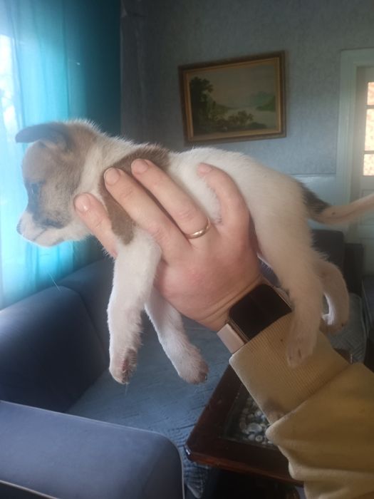 Щенята чіахуа віддам в добрі руки