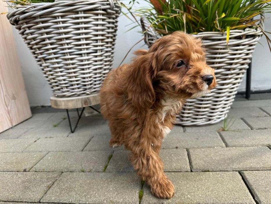 cavapoo szczeniak