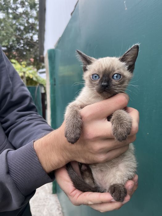 Кошенята сіамської породи