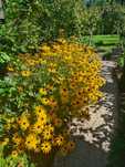 Sadzonki pięknej rudbekii