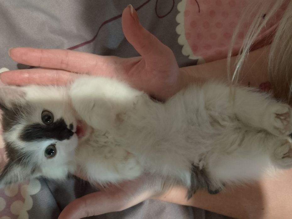 Віддам котика в добрі руки