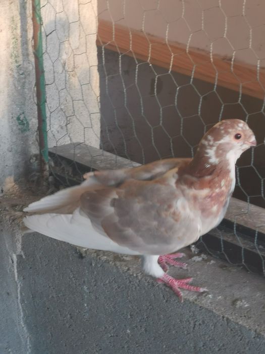 Pombo Mariolinha