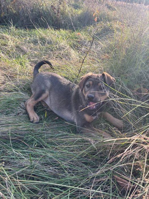 Чотири цуцики (1 хлопчик та 3 дівчинки)