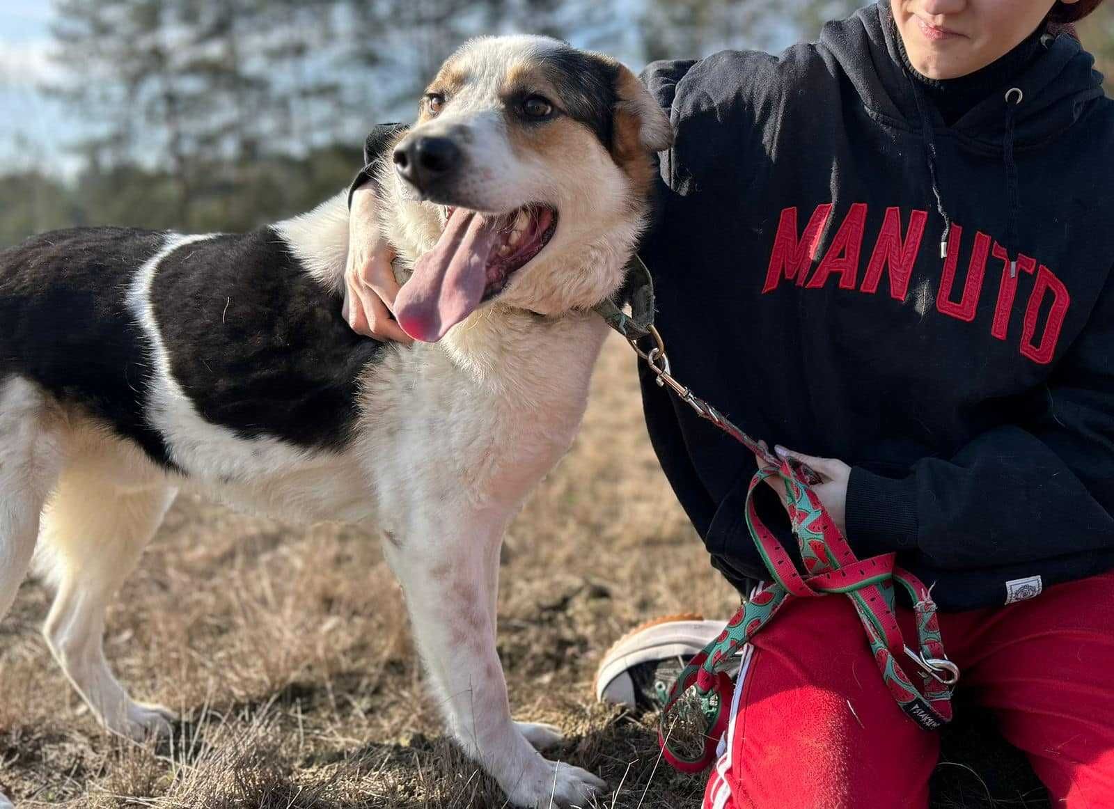 Portos ok 3 let.psiak czeka na kochający dom  Zwierzolandia