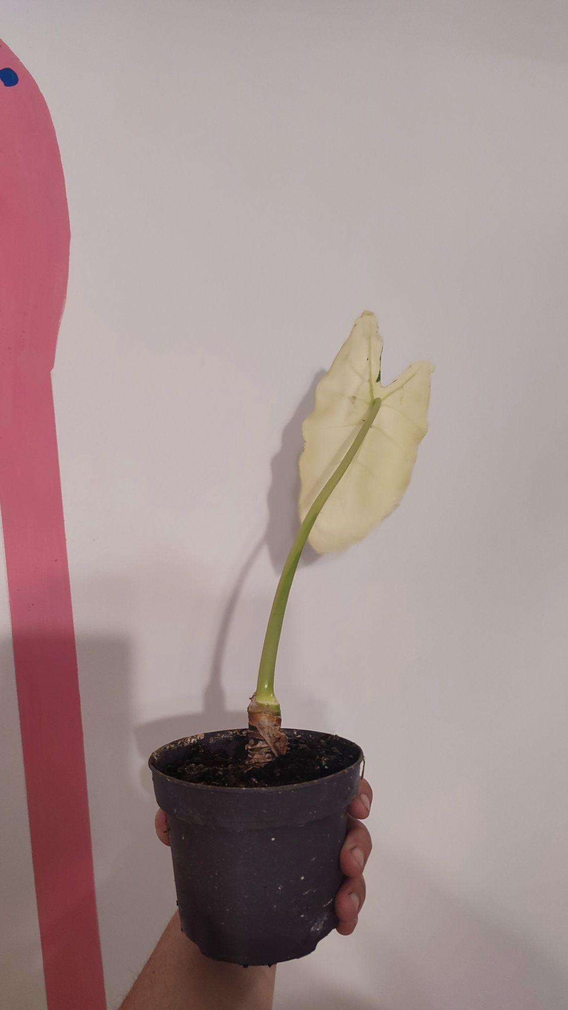 Alokazja frydek variegatA