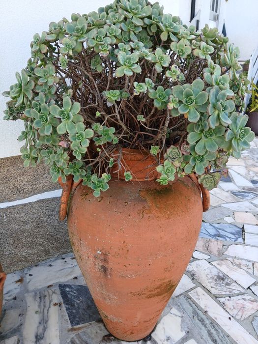 Vasos grandes de barro