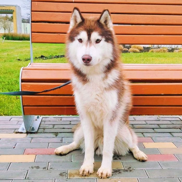 Сибірський хаскі,кобель з титулами