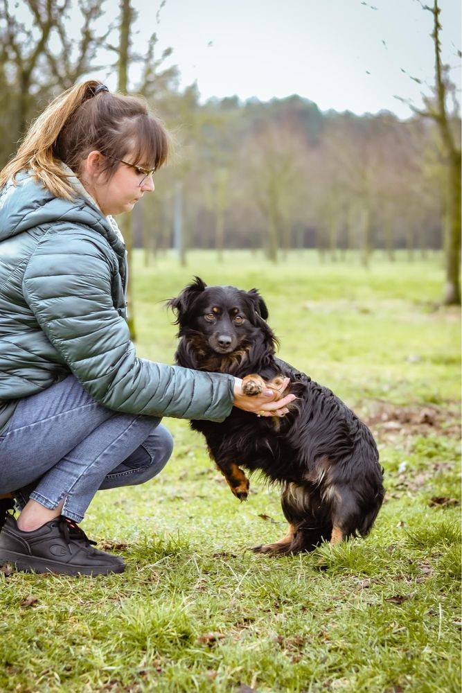 Mały idealny na kanapę, czarny kudłaty piesek do adopcji