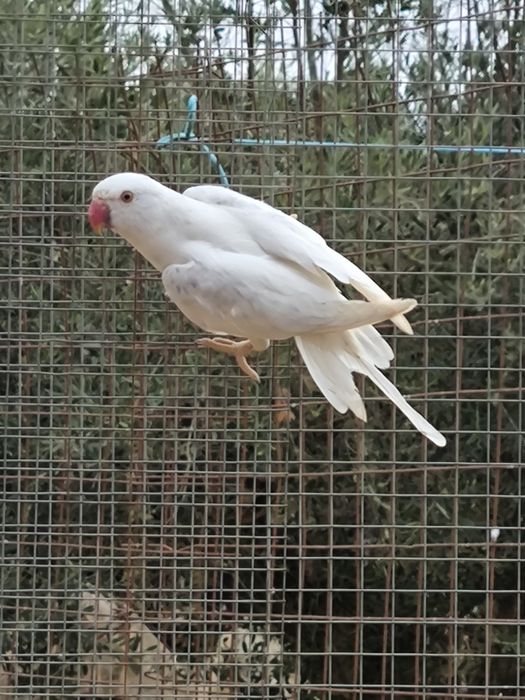 Ringneck Violeta MD CC