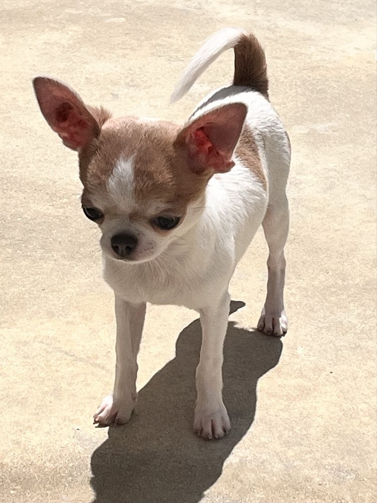 Chihuahua Macho disponivel