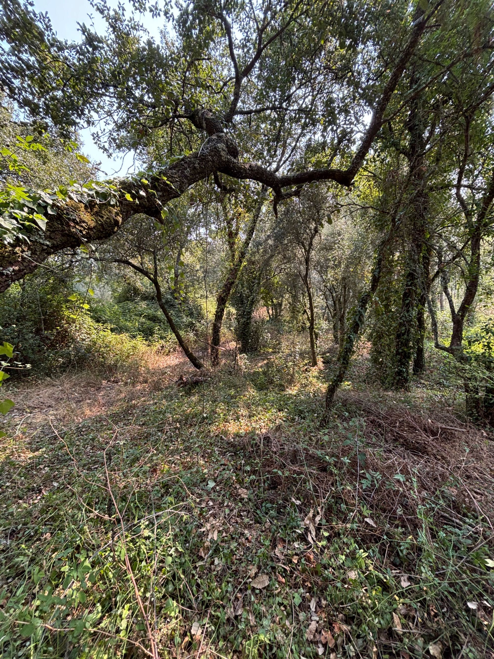Vendo 2 Terrenos Rústicos 1800 m2 c/ poço em Opeia/Leiria