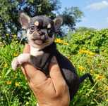 Chihuahua machinho mini
