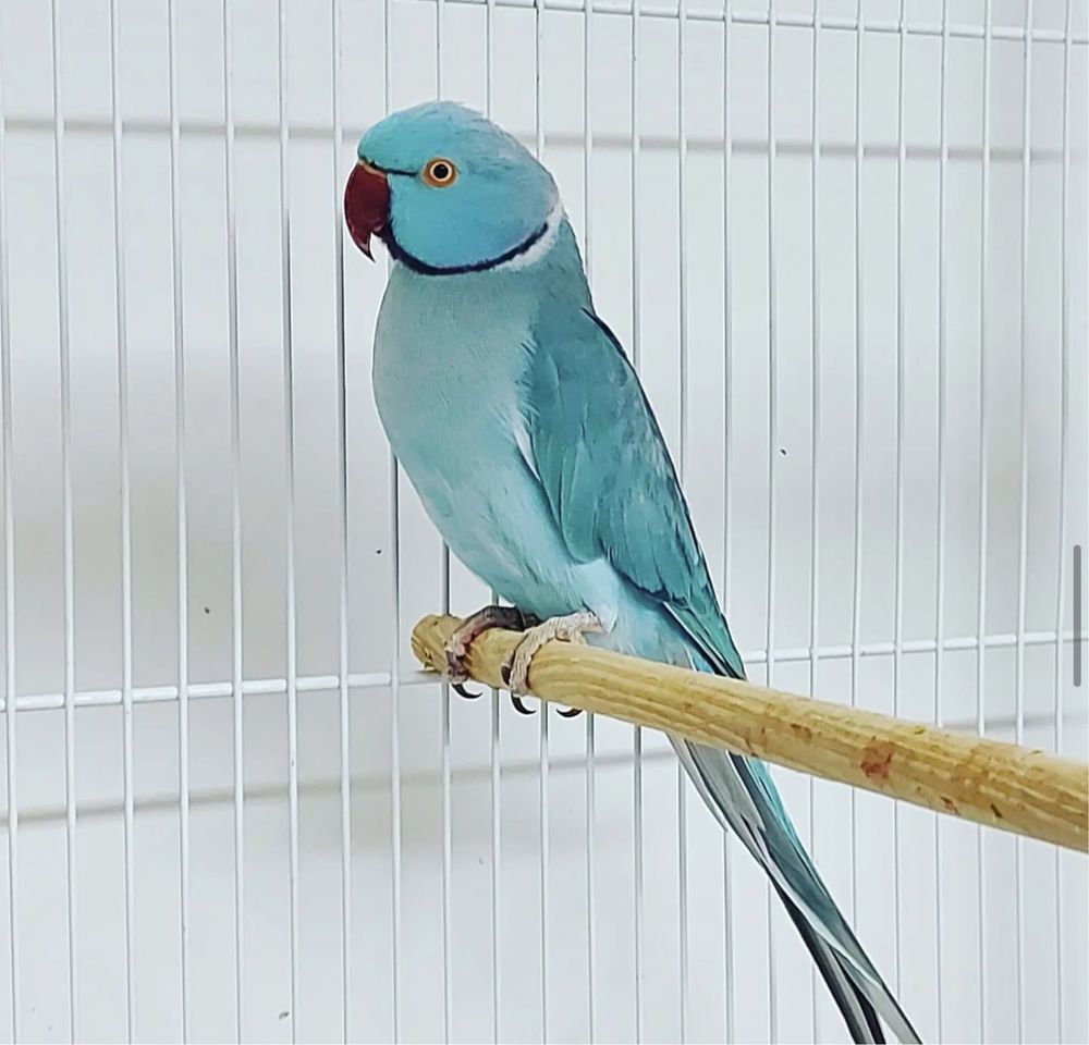 Голубой Ожереловый попугай самец