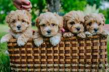 Suczka Maltipoo F1