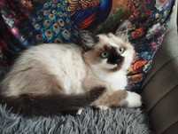 Kot Ragdoll, kotek, Ragdolle