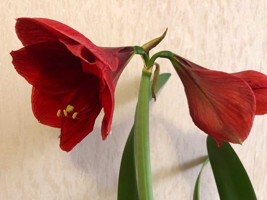 луковицы Гиппераструма